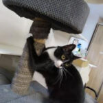 Fundacji Kocia Brygada w Świętochłowicach