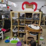 Fundacji Kocia Brygada w Świętochłowicach